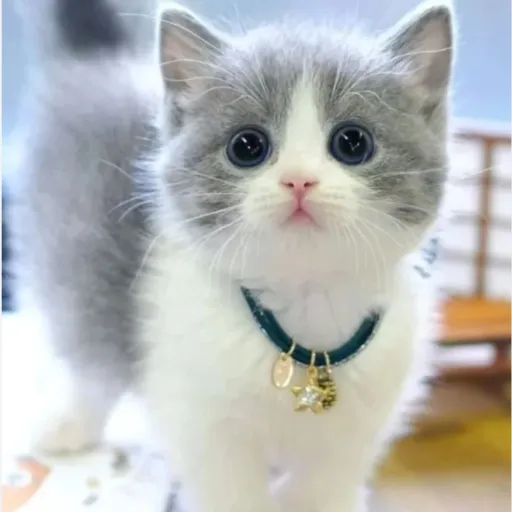 creator elisie_thecat's avatar