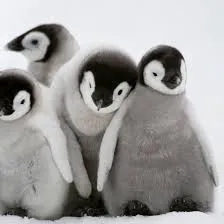 creator The penguin master's avatar