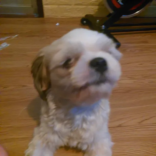 creator Puppy Dog Cute's avatar