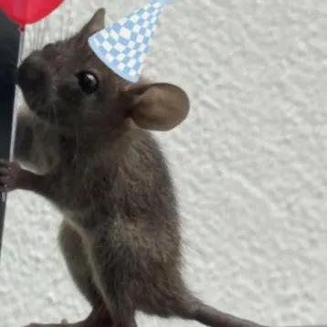 creator thatmousefanoverXD's avatar