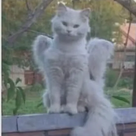creator Angel_cat's avatar