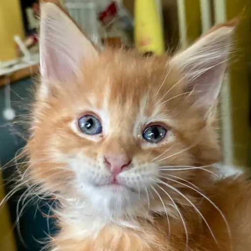creator Marmalade kitty123's avatar
