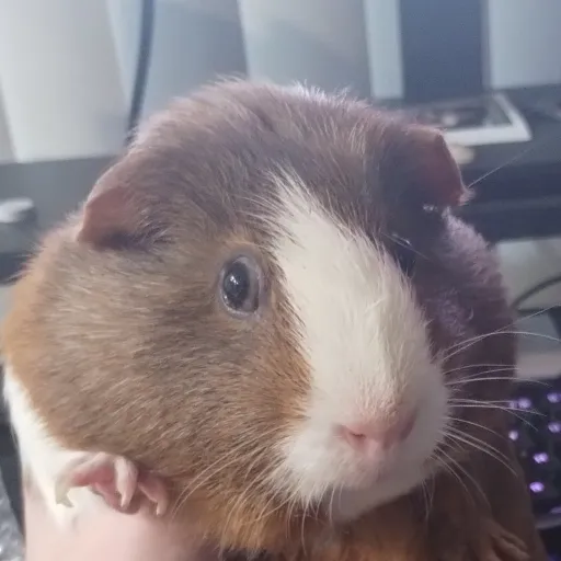 creator Guineapiglover999's avatar