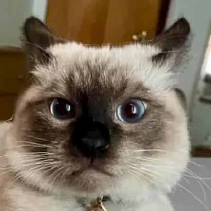 creator Chuffbbo's avatar