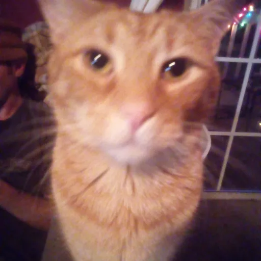creator Oren cat's avatar