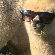 creator Ganster alpaca's avatar