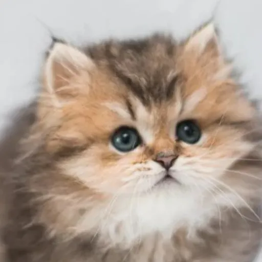 creator cattyfatty's avatar