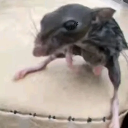 creator ratatuchis3000's avatar