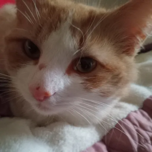 creator 🐱Emily loves cats🐱's avatar