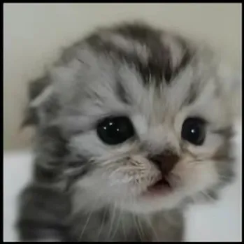 creator ~☆KnightShadow☆~'s avatar