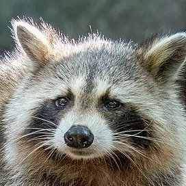 creator David the raccoon's avatar