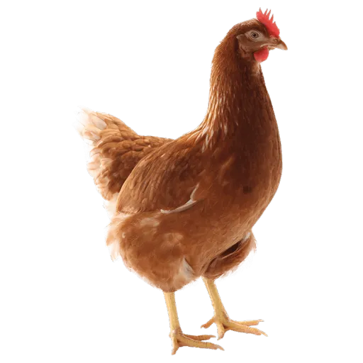 creator gallina's avatar