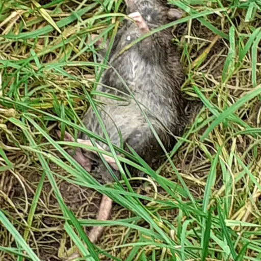creator your_rat's avatar
