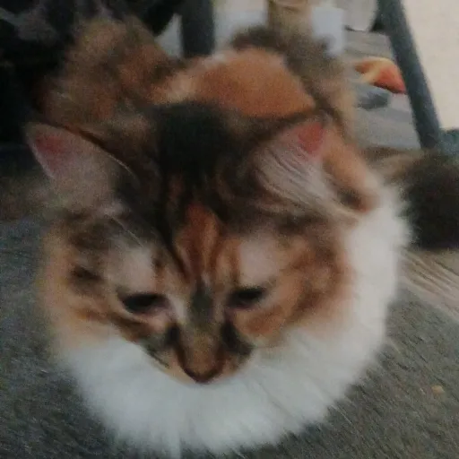 creator Cynthekandikid1111's avatar