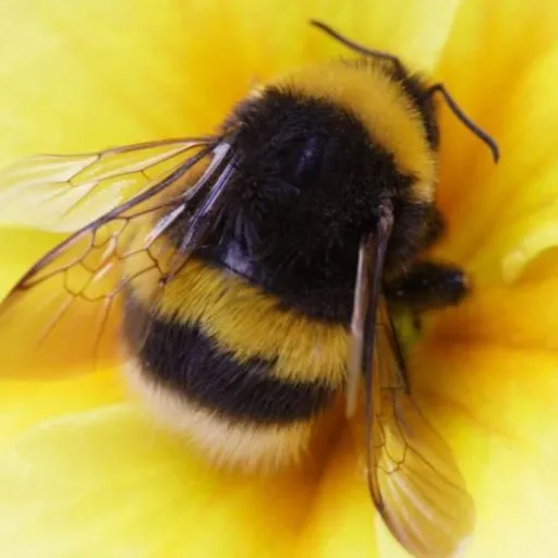 creator bumble_bee_buzz's avatar