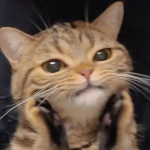 creator Gatito33's avatar