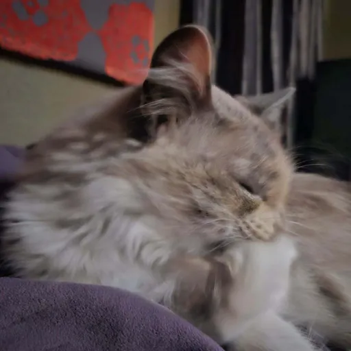 creator Kitty cat eats >:3's avatar