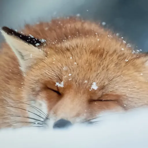 creator 🦊roxi_thefox🦊's avatar