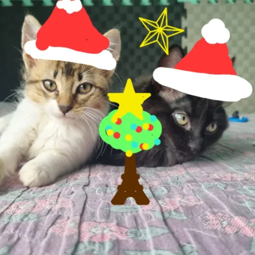 creator gato y gata's avatar