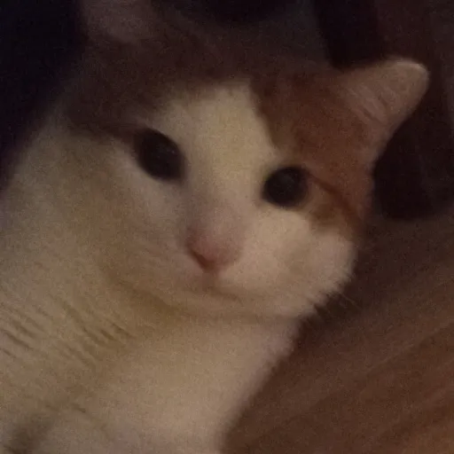 creator Toh and-cat purson's avatar