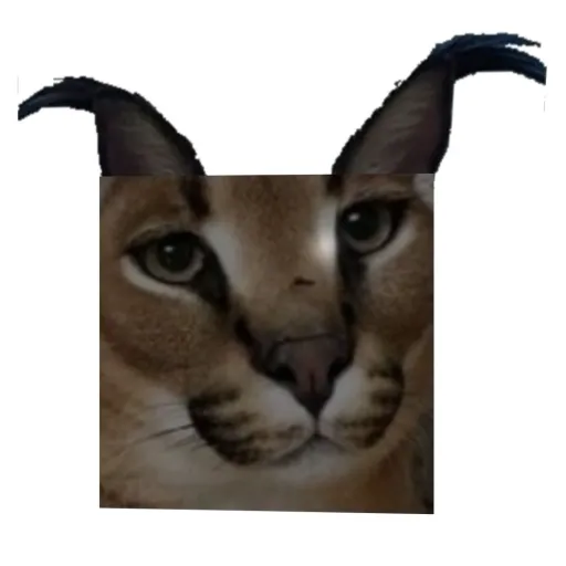 creator FLOPPA#2's avatar
