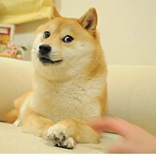 creator Doge real's avatar