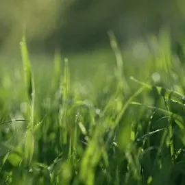 creator Clean Grass's avatar