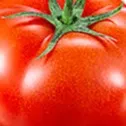 chat with ai character: MR TOMATO