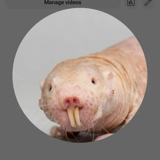 creator mole rat guy's avatar
