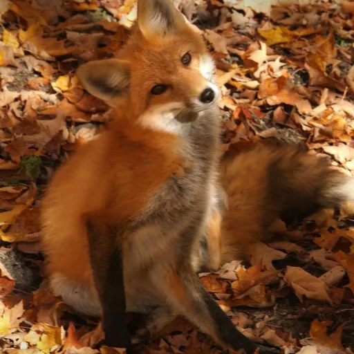 creator Fox lover🦊 //⚠️//'s avatar