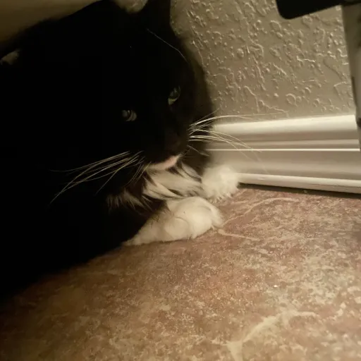 creator 🍀Irishdancer🍀's avatar