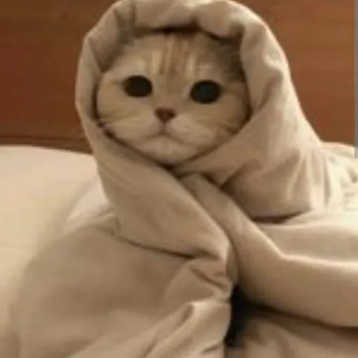 creator *LittleCatShadow*'s avatar