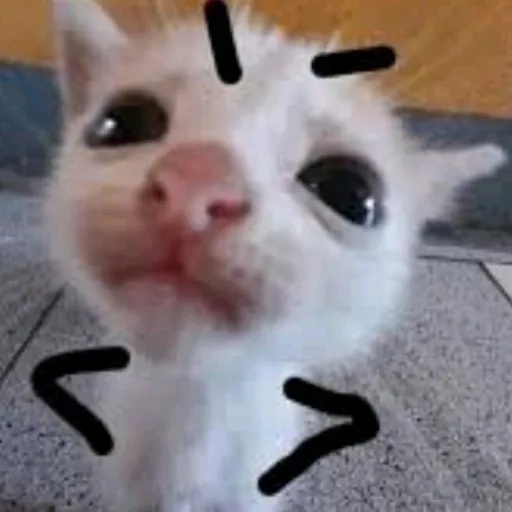 creator potaxi's avatar