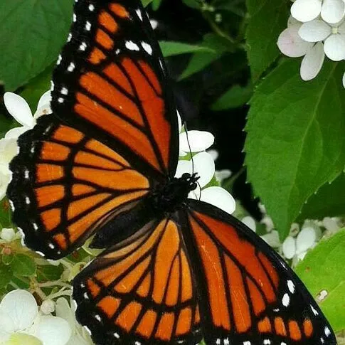 creator 🦋mariposa monarca🦋's avatar