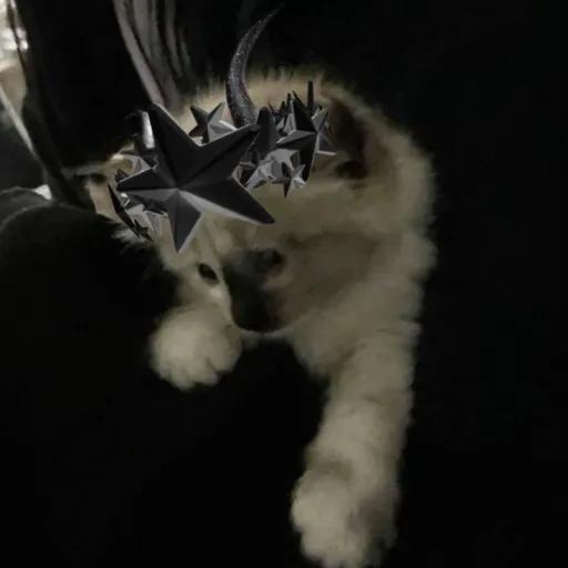 creator 🍭🍡𝑪𝒖𝒕𝒆𝒄𝒐𝒓𝒆_Fan💮🍮's avatar