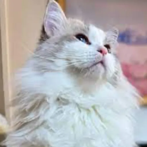creator Pearl_is_A_ragdoll's avatar