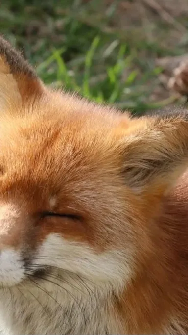 ai character: random fox background