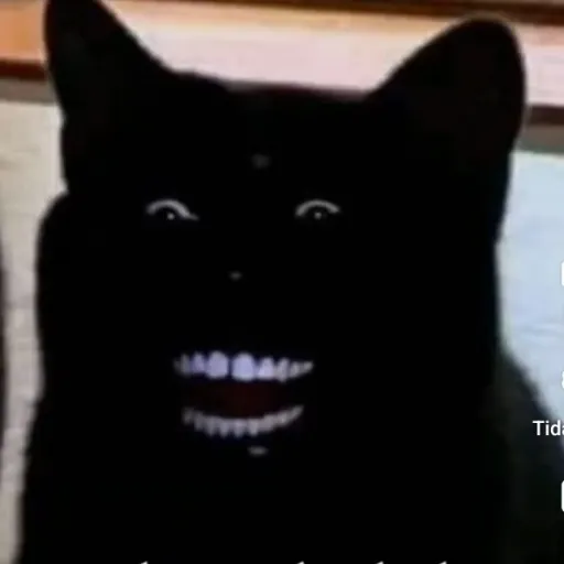 creator Blacky Cat's avatar