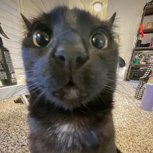 creator spooky-dookie's avatar