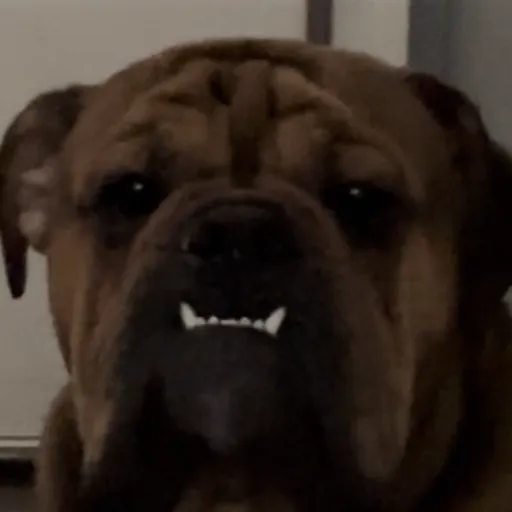 creator Scareltt's avatar