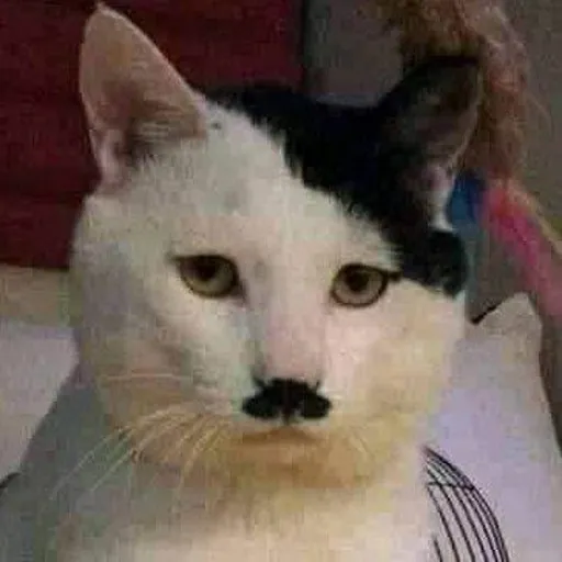 creator Kitler 2.0's avatar