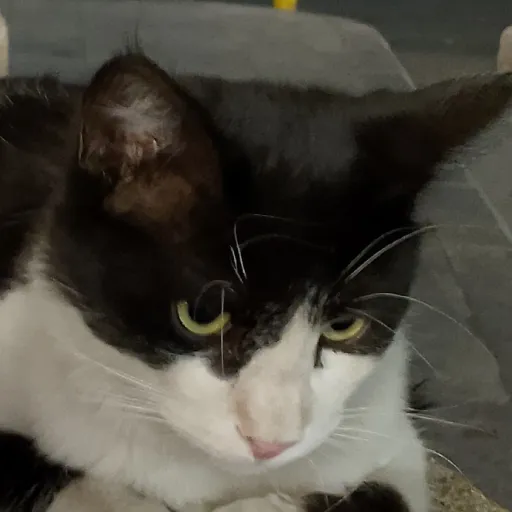 creator meowolf kitler's avatar