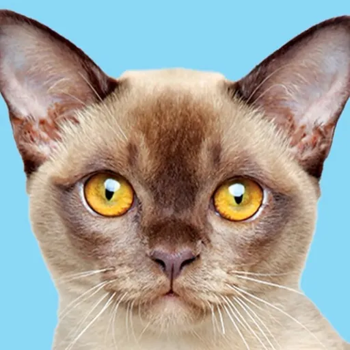 creator Spooky_cat14's avatar