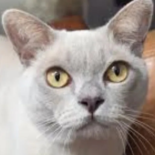 creator Spooky_cat14's avatar