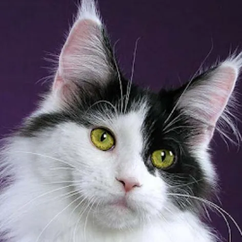 creator Spooky_cat14's avatar