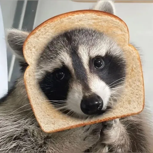 creator dotankchif's avatar