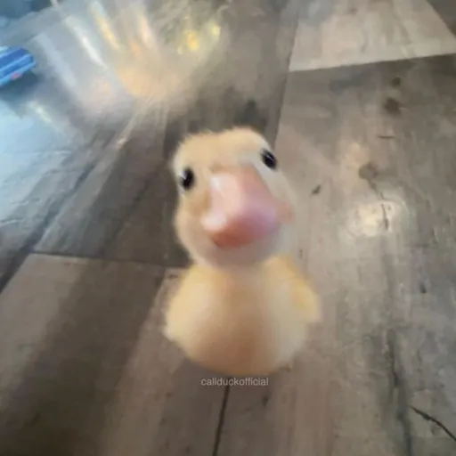 creator kayla_10's avatar