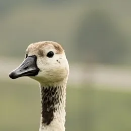 chat with ai character: Momma goose