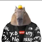 creator 🔥capibara🔥's avatar