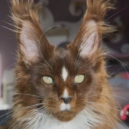 creator .☆SquirrelStar☆.'s avatar